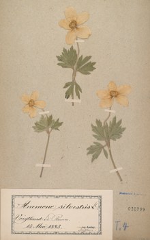 Herbarbeleg aus dem Herbarium Dresdense