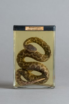 Sandviper in Alkohol aus der Zoologischen Lehrsammlung der TUD