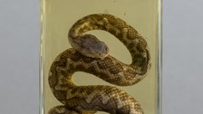 Sandviper in Alkohol aus der Zoologischen Lehrsammlung der TUD