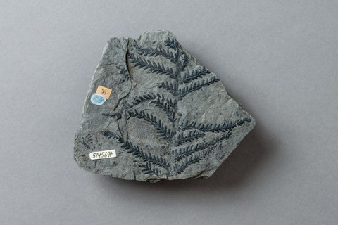 Farnabdruck auf Schiefer  aus der Paläobotanischen Sammlung der TUD