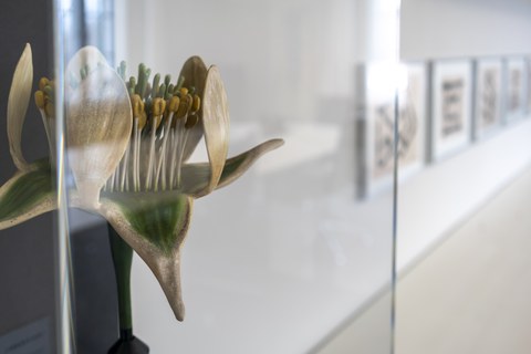 Werke von Petra Kasten und Exponate aus den Sammlungen der Kustodie im Rektorat