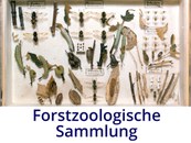 Forstzoologische Sammlung