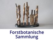 Forstbotanische Sammlung