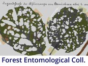 Forest Entomological Collection _Button Kopie.jpg