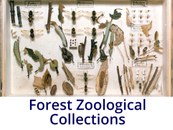 Forest Zoological Collection 