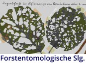 Forstentomologische Sammlung