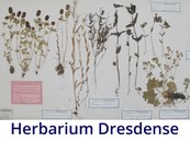 Herbarium Dresdense