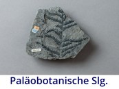 Paläobotanische Sammlung