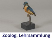 Zoologische Lehrsammlung