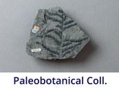 Paleobotanical Collection