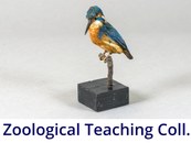 Zoological Teaching Collection