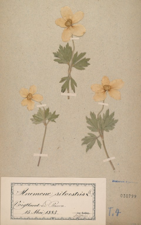 Herbarbeleg des Großen Windröschens (Anemone sylvestris) gesammelt 1885 im Vogtland