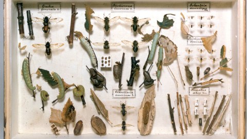 Lehrkasten aus der Insektensammlung von W. Baer, vor 1930
