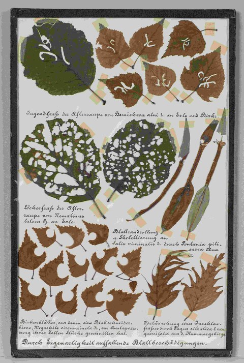 Lehrkasten zum Weidenbohrer (Cossus cossus) als Baumschädling