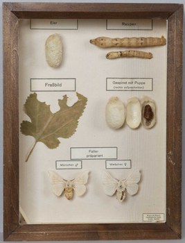 Tableau Entwicklungsstufen des Seidenspinners