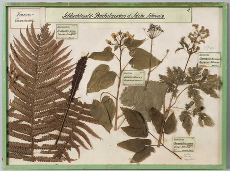 TableauSchluchtwald-Bachstauden Sächs.Schweiz