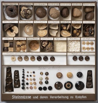 Tableau Steinnüsse und deren Verarbeitung zu Knöpfen