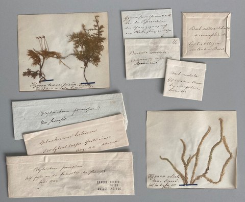 Examples of herbarium specimens