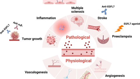 Therapeutic potential of EGFL7 in disease