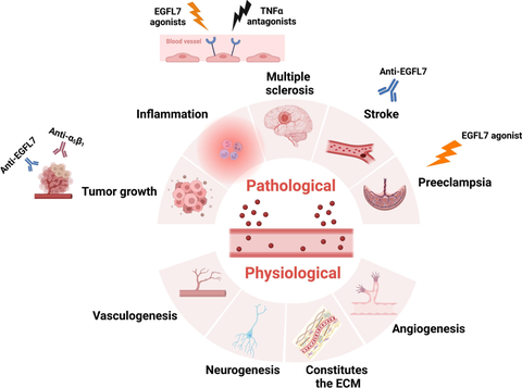 Therapeutic potential of EGFL7 in disease