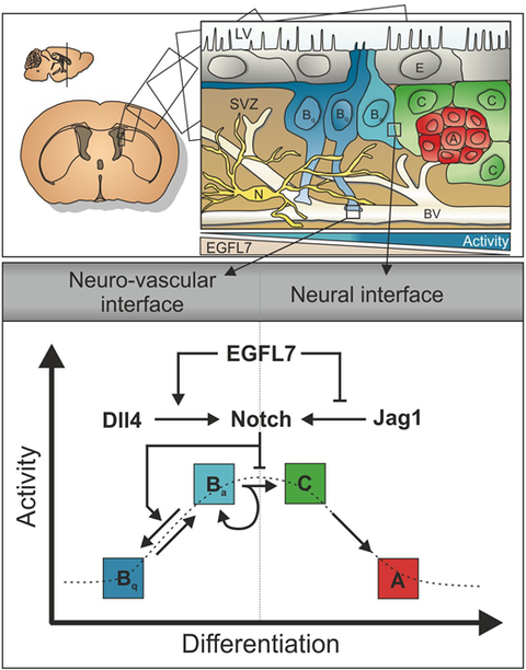 TOPIC NEURAL STEM CELLS