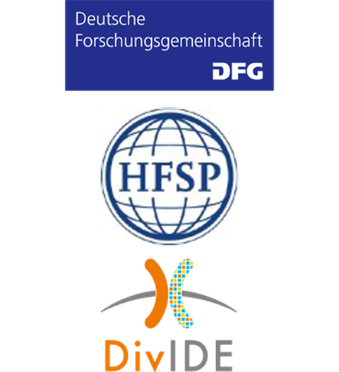 Logo, DFG, HFSP, DivIDE