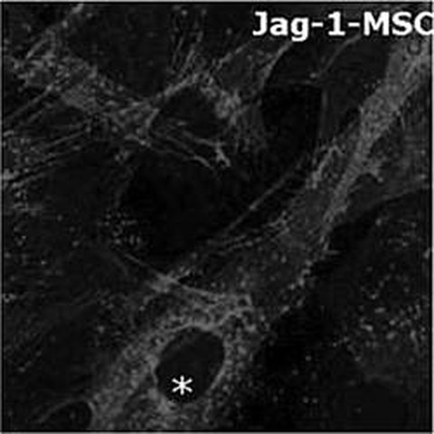 Fig.2 taken from Duryagina et al, 2013