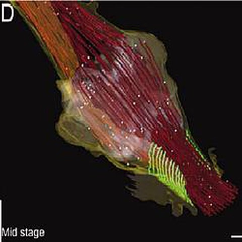 Fig.4 taken from Guizetti et al, 2011