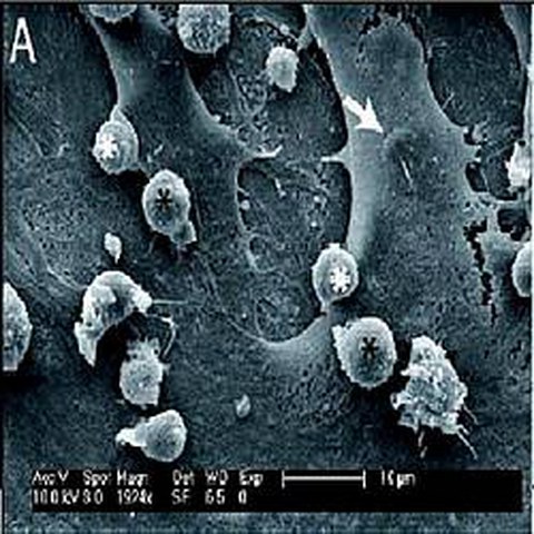 Fig.1 taken from Jing et al, 2010