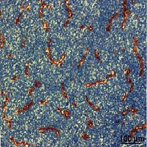 Fig.3 taken from Klotzsche-von Ameln et al, 2013