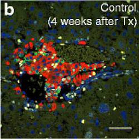 Fig.3 taken from Krautz et al, 2013