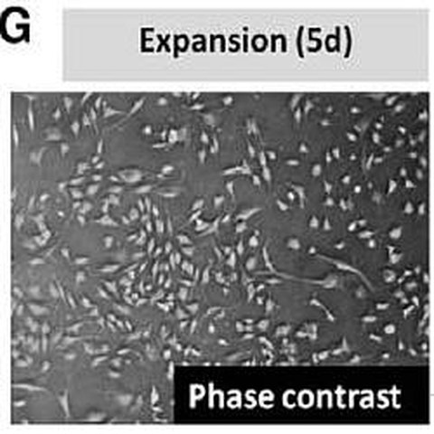 Fig.1 taken from Masjkur et al, 2014