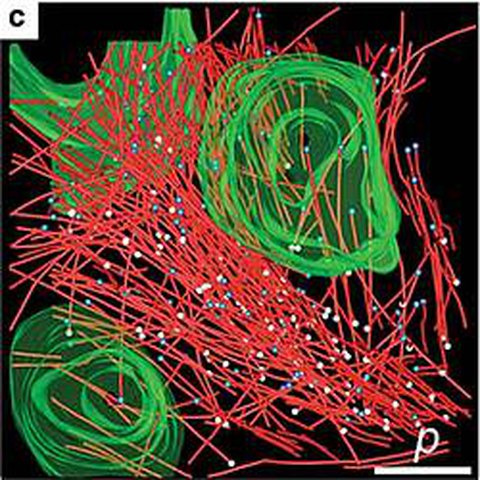 Fig.6 taken from Mueller-Reichert et al, 2010