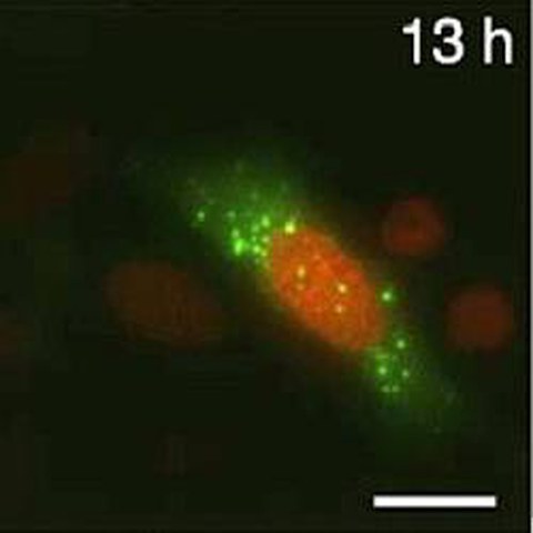 Fig.1 taken from Muellers et al, 2011