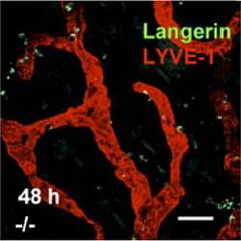 Fig.2 taken from Ocana-Morgner et al, 2011