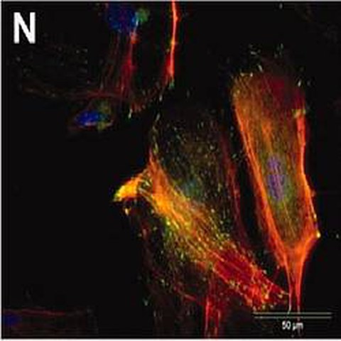Fig.1 taken from Ozkucur et al, 2010
