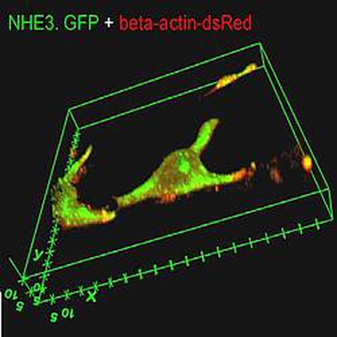 Fig.5 taken from Perike et al, 2014