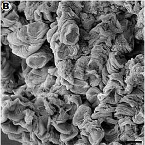 Fig.3 taken from Roehlecke et al, 2011