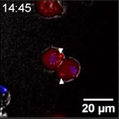 image taken from Stein et al., 2016