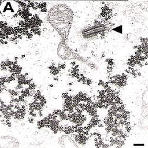Fig.3 taken from Stirnnagel et al, 2010