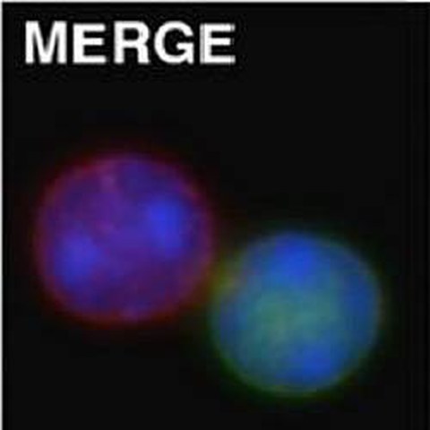 Fig. 3 taken from Audzevich et al, 2013