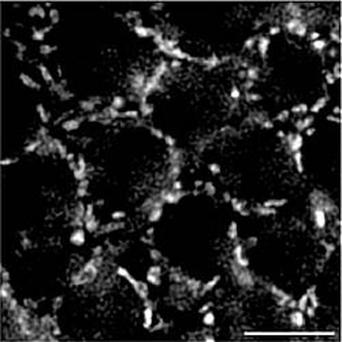 Fig.1 taken from Labrador et al, 2013