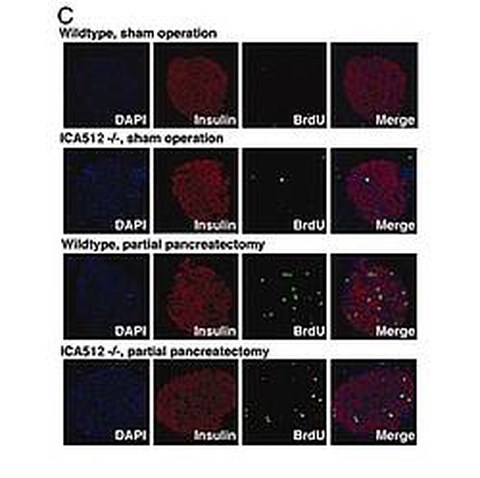 Fig.2 taken from Mziaut et al, 2008.