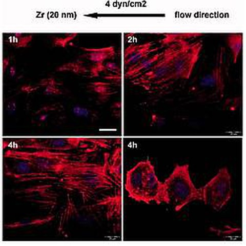 Fig.7 taken from Ozkucur et al, 2009