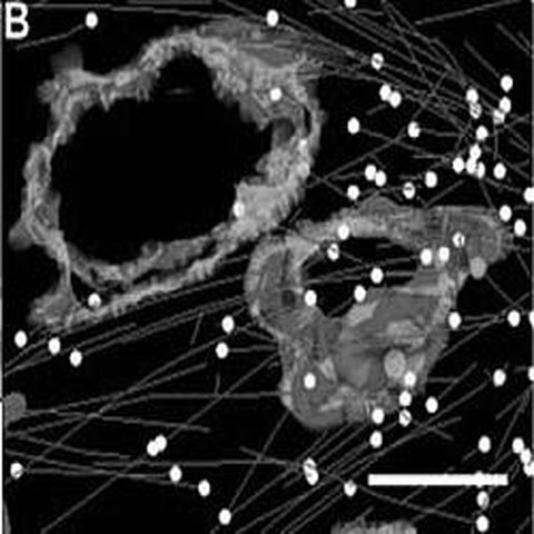Fig.4 taken from Woog et al, 2012