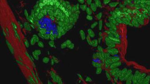 Light Microscopy - LSM510