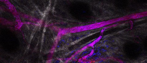 Representative Mouse Intravital
