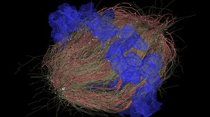 Dreidimensionale Rekonstruktion einer Zellkernteilung in einer Säugetierzelle