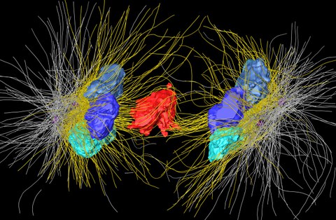 Three-dimensional reconstruction of a spindle in male meiosis 1 in males of the nematode C. elegans.