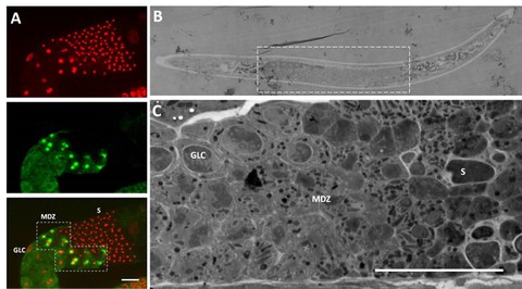 Fig. 1: Different microscopic techniques are used to examine the male meiosis in A. rhodensis. (A) 